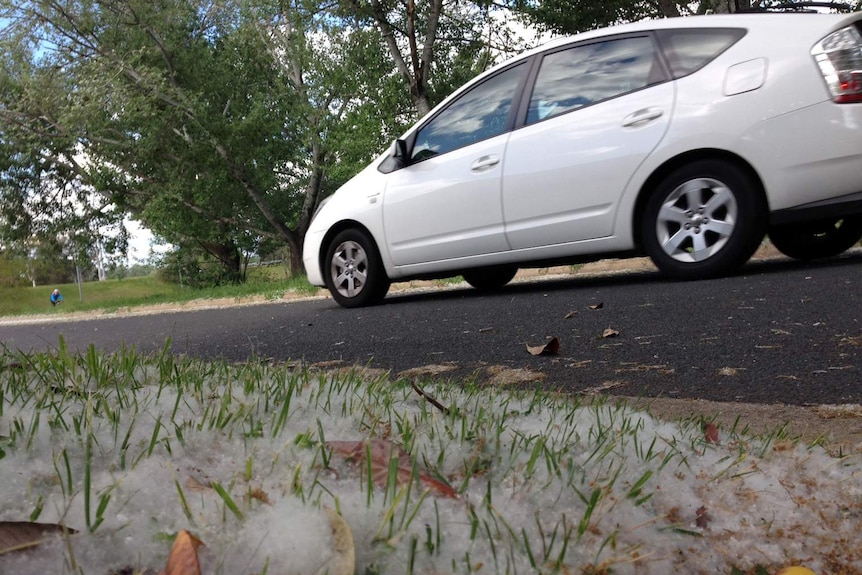 A heavy concentration of fluff tree seeds almost looks like snow on the ground at Curtin.