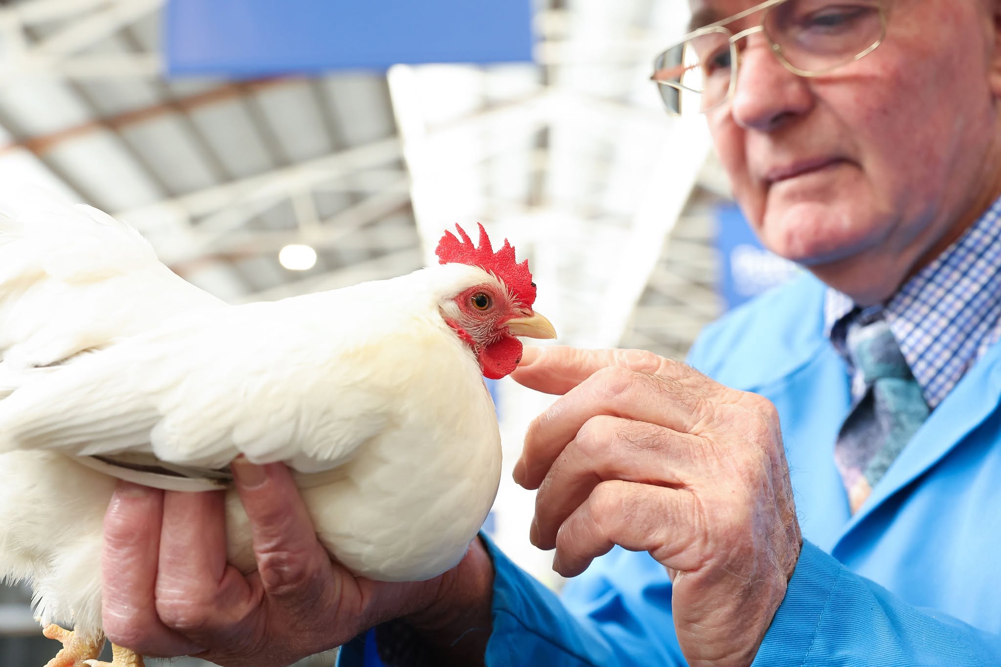 Melbourne Royal Show could cancel poultry exhibition amid bird flu fears