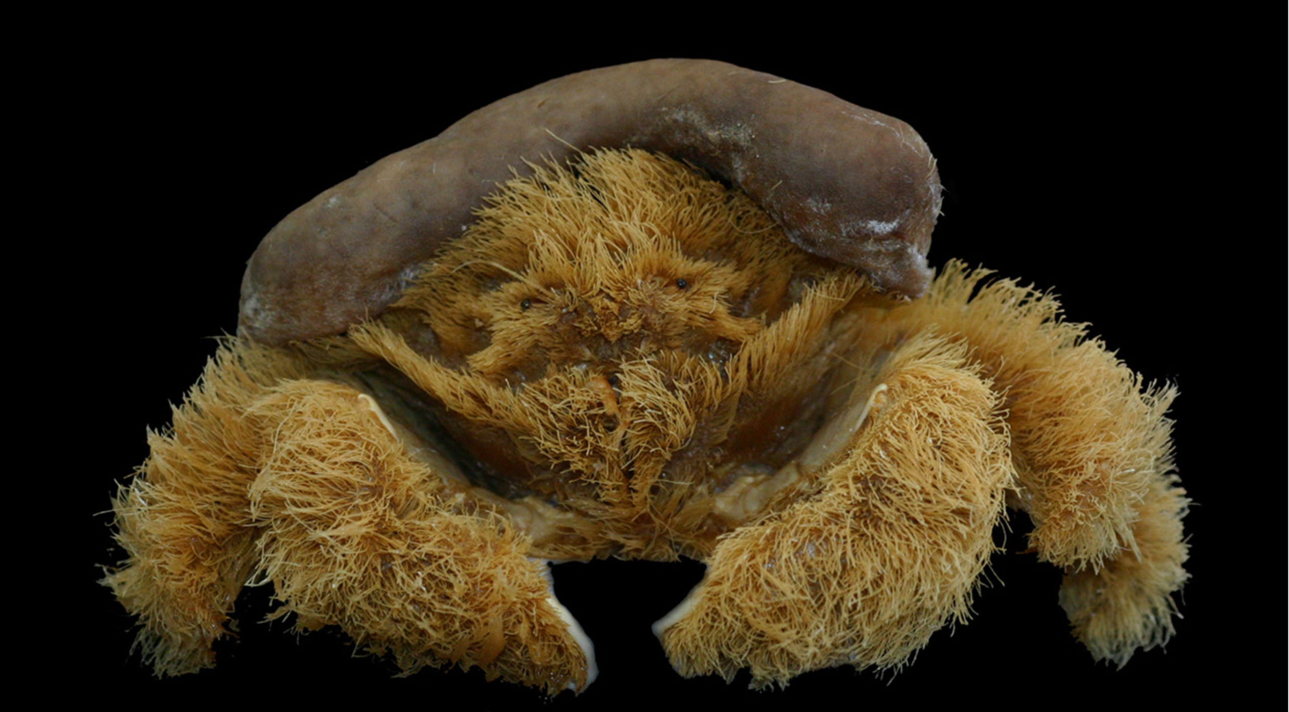 New Sponge Crab Species Found Off WA Coast Named After Charles Darwin S   10136053fba2470b1c4f9a83d5daf2fa