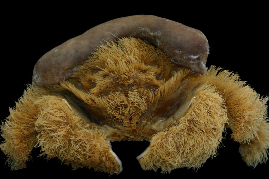 A brown fluffy crab