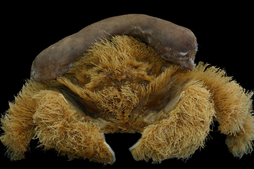 A sponge crab