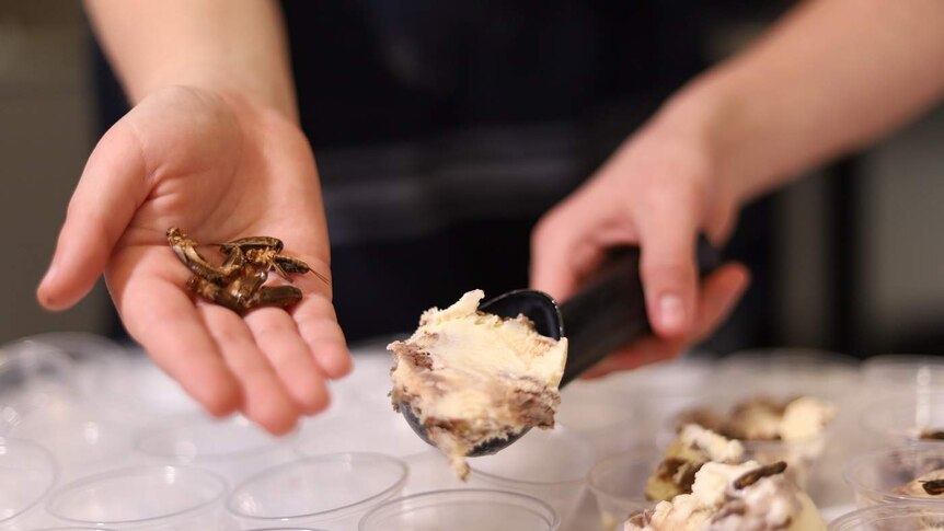 A hand places crickets in an ice cream scoop.