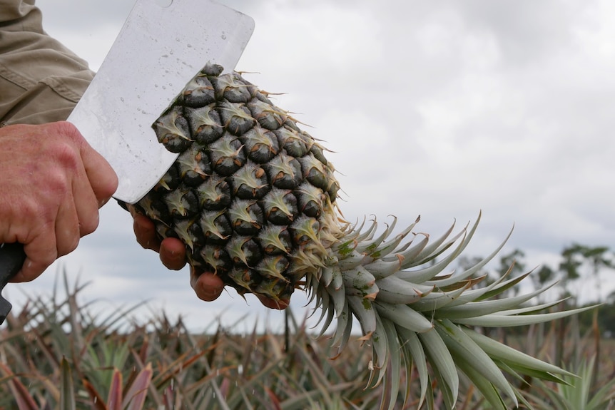 A close up of a hand holding a pineapple in front of a pineapple crop, with a knife slashing through the fruit.