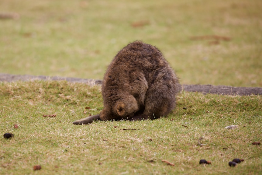 A sleeping quokka in the Rottnest Island settlement