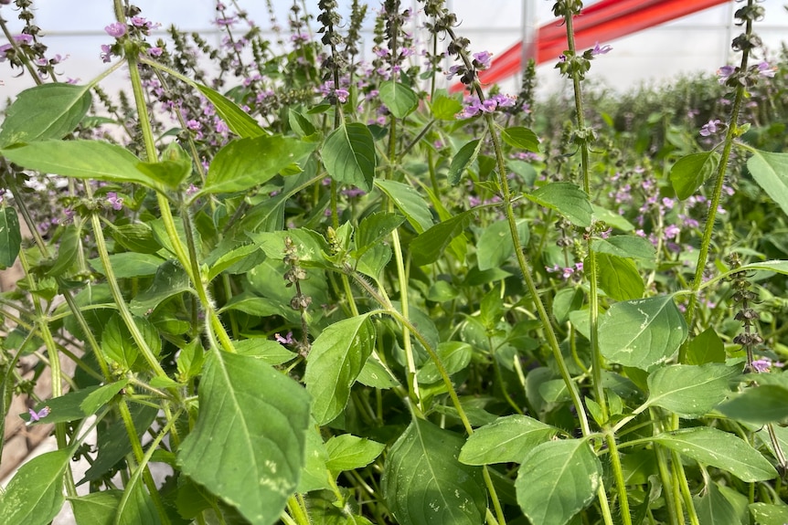 Image of native basil plants.