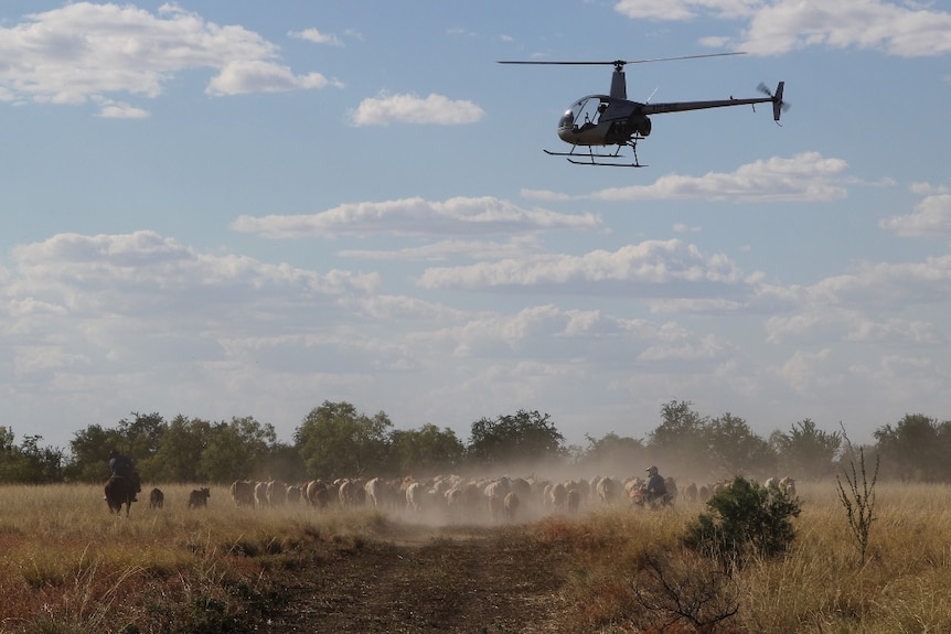 a helicopter flying above a herd of cattle