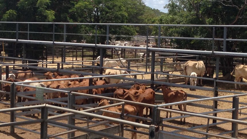 Cattle yarded at a north Queensland sale complex.