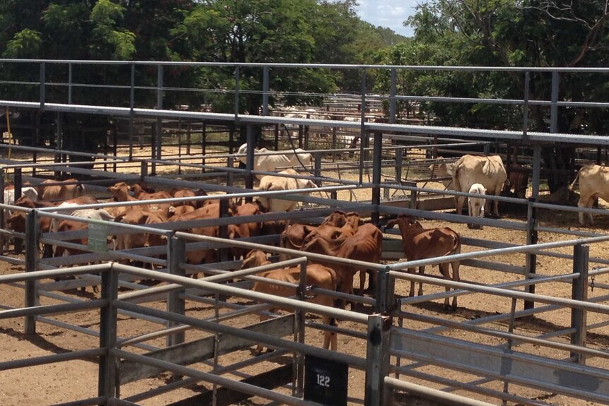 Cattle in pens at the Charters Towers livestock exchange.