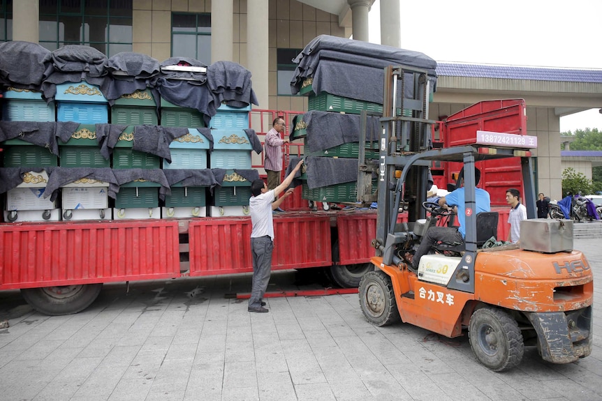 A forklift unloads a truck of coffins at a mortuary after a cruise ship sank on the Yangtze River