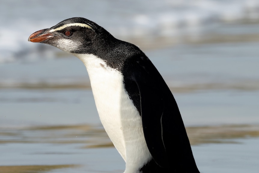 Tawaki walks on beach