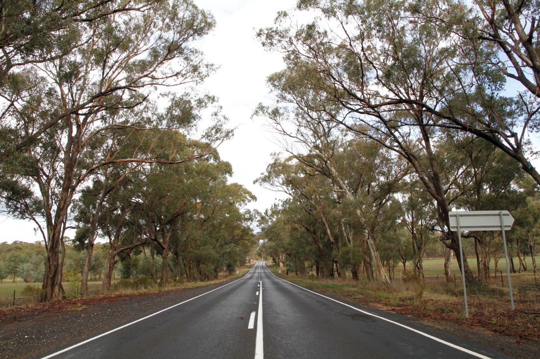 A country road through bushland.