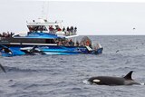 A tour boat festooned with observers watch as a killer whale surges through the sea.