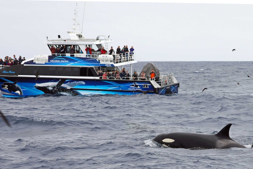 A tour boat festooned with observers watch as a killer whale surges through the sea.