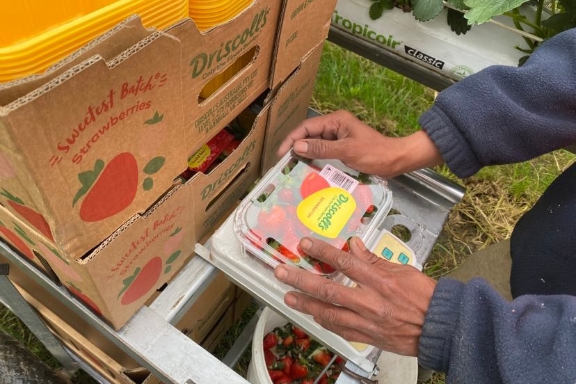 A shot of male hands weighing a plastic carton of freshly picked strawberries 