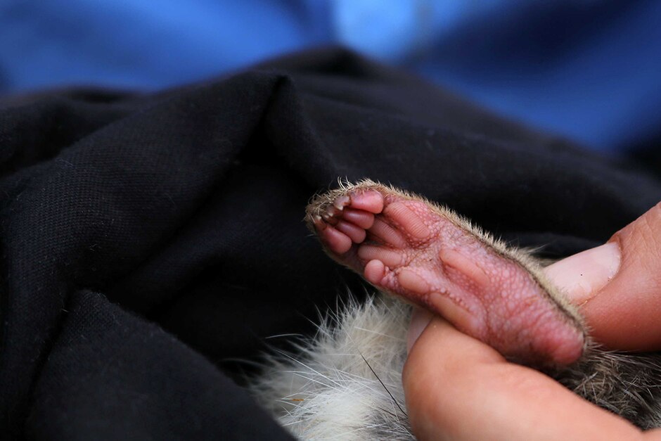 A close-up of the pads on a northern quoll's foot