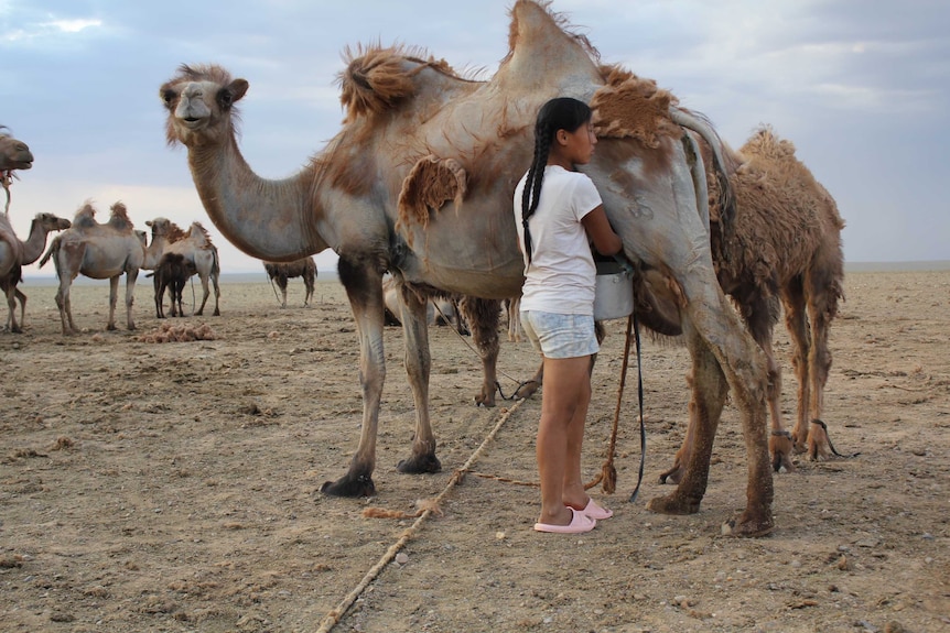 A  Mongolian girl collecting camel milk.