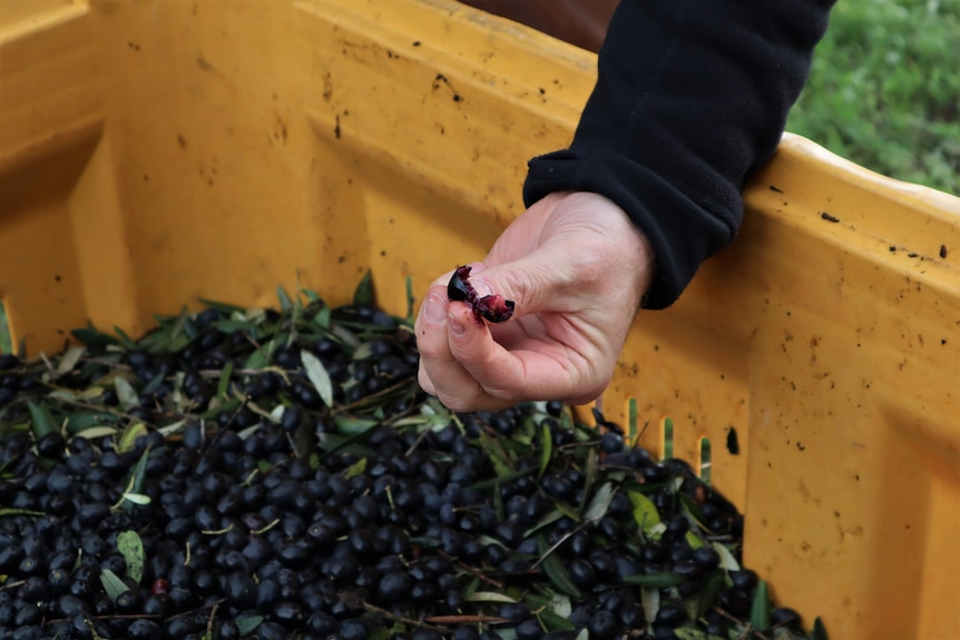 Hand holding open, fresh black olive.
