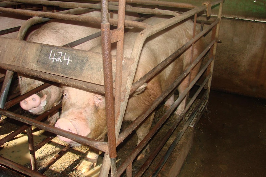 A pig in a sow stall.
