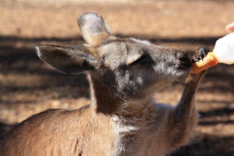 A photo of a joey being bottle fed.