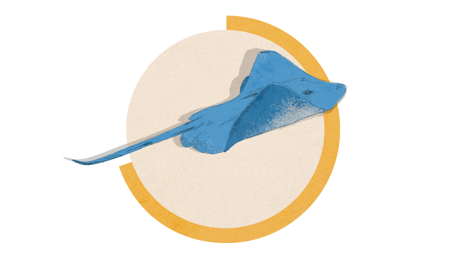 Illustration of a blue stingray on a circle background.