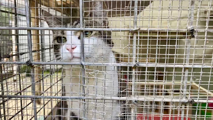 A cat in a cage.