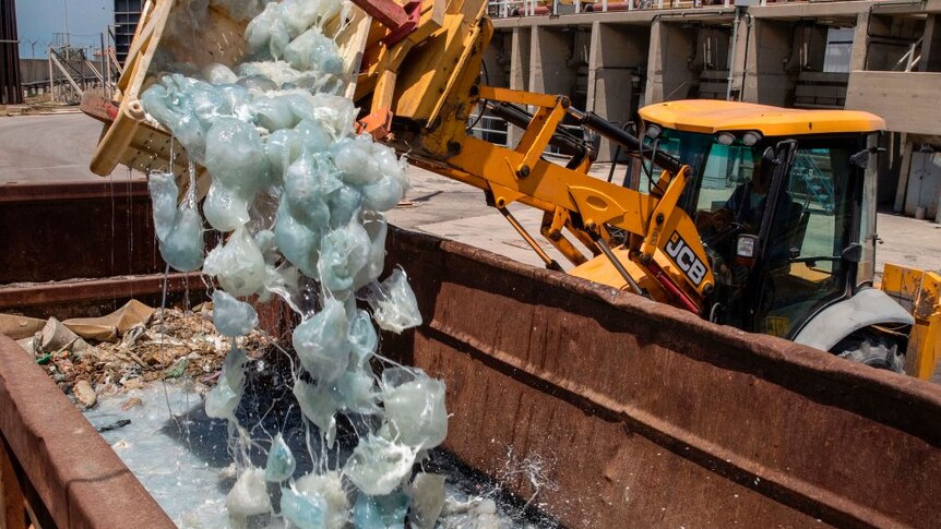 A digger removes massive amounts of jellyfish from the cooling system of a power plant in Hadera, Israel.