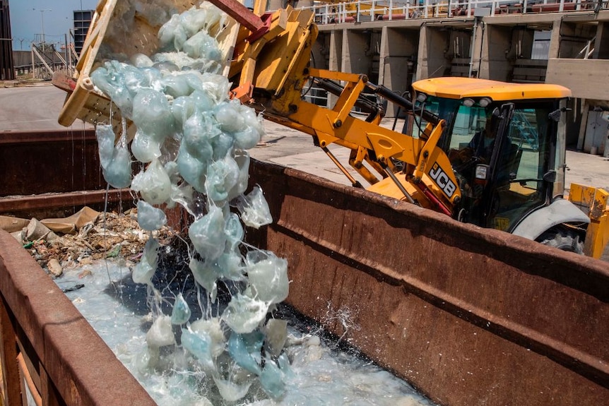 A digger removes massive amounts of jellyfish from the cooling system of a power plant in Hadera, Israel.