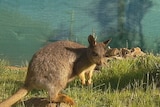 black footed rock wallaby