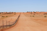 Dingo Fence runs through desert