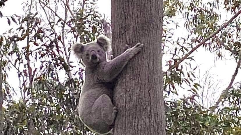 A koala clutching to a tree 