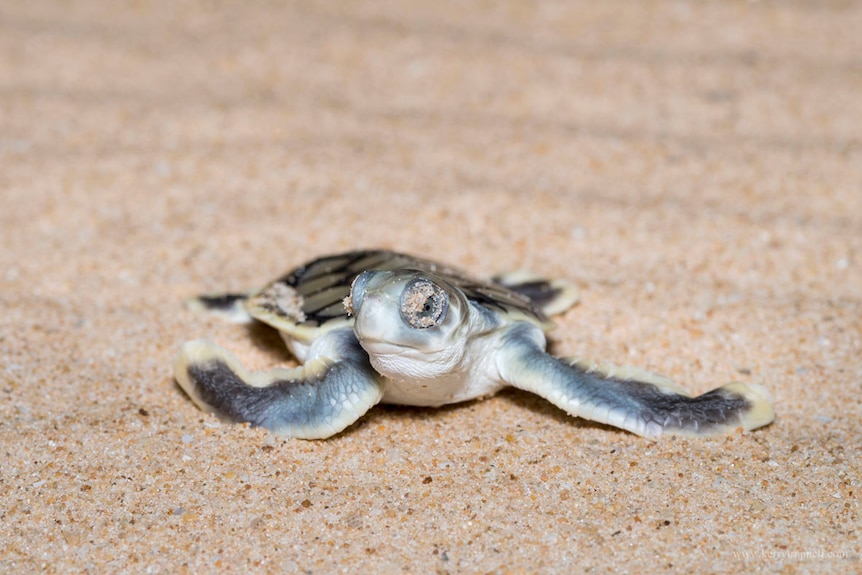 tiny turtle hatchling with sand in eyes on sandy beach