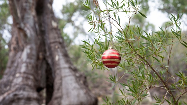 Christmas bauble hanging off a branch in the Australian bush