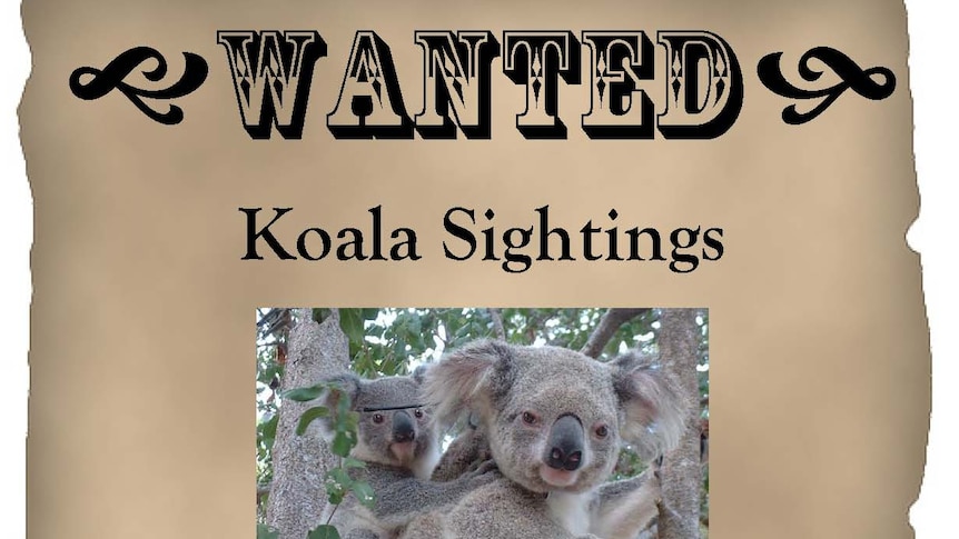 'Wanted' poster for koala sightings by researchers in central Queensland