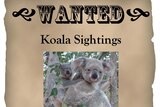 'Wanted' poster for koala sightings by researchers in central Queensland
