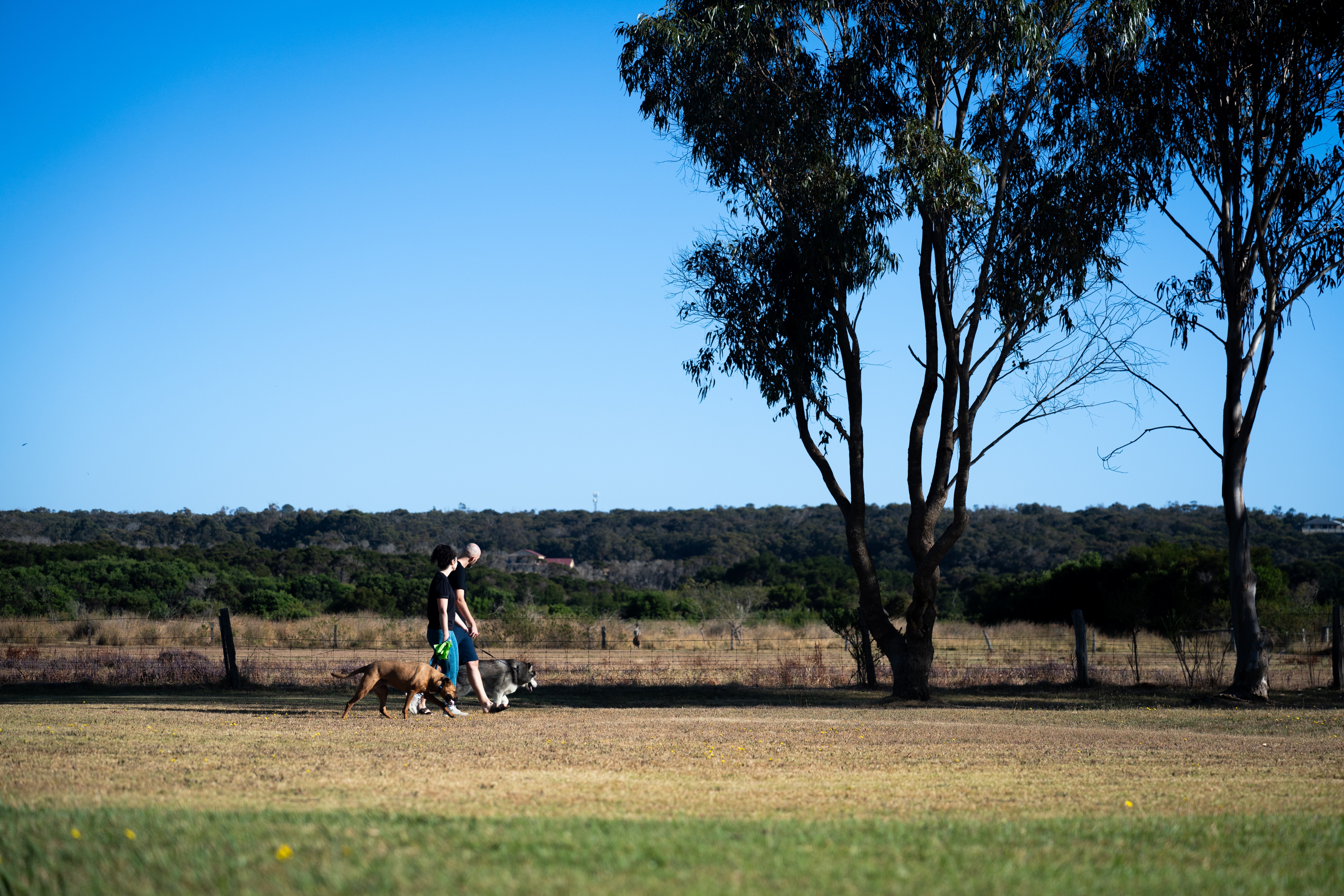 Alice and her husband walking through a grassy plain with their two dogs on a sunny morning.