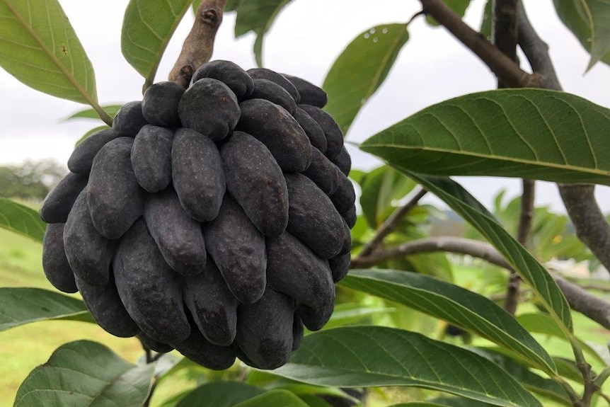 A black custard apple with a skin that's so bumpy it almost looks like fingers.