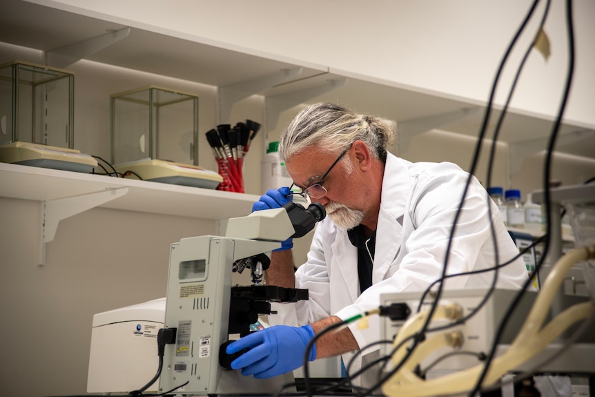 A scientist in a lab looks into a microscope. 