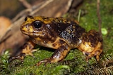 A yellow and brown coloured frog with large dark eyes is on a moss-covered log