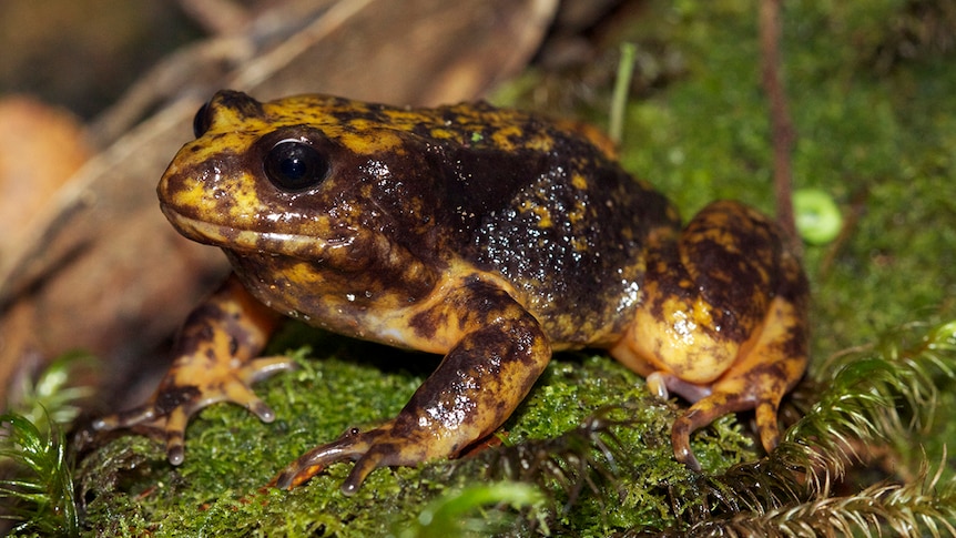 A yellow and brown coloured frog with large dark eyes is on a moss-covered log
