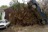 Storm aftermath: winds in Melbourne were savage enough to uproot trees and move cars.