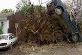 Storm aftermath: winds in Melbourne were savage enough to uproot trees and move cars.