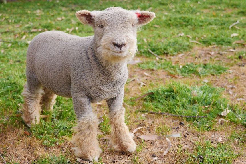 A small white lamb stands in a grassy paddock next to its mother. 