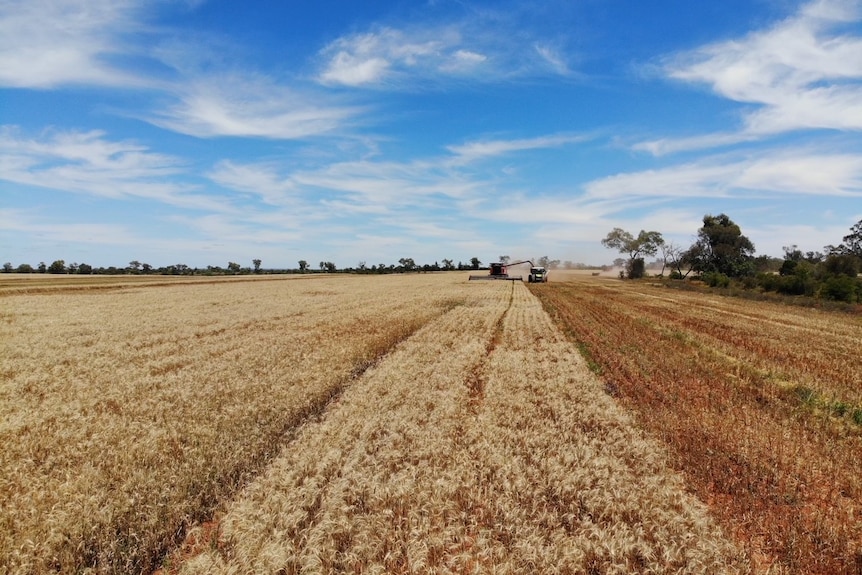 A piece of farm machinery in a wheat crop