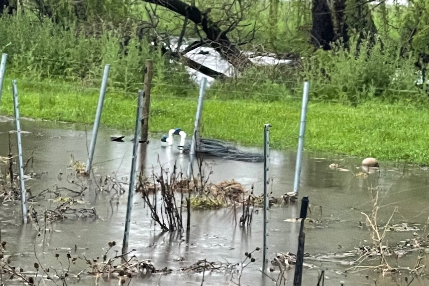 A flooded vineyard.