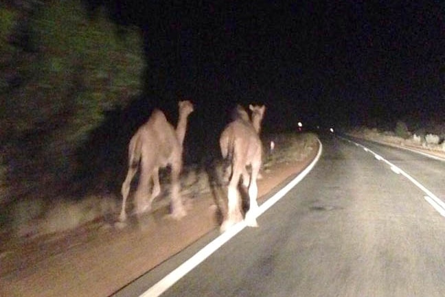 Camels search for water