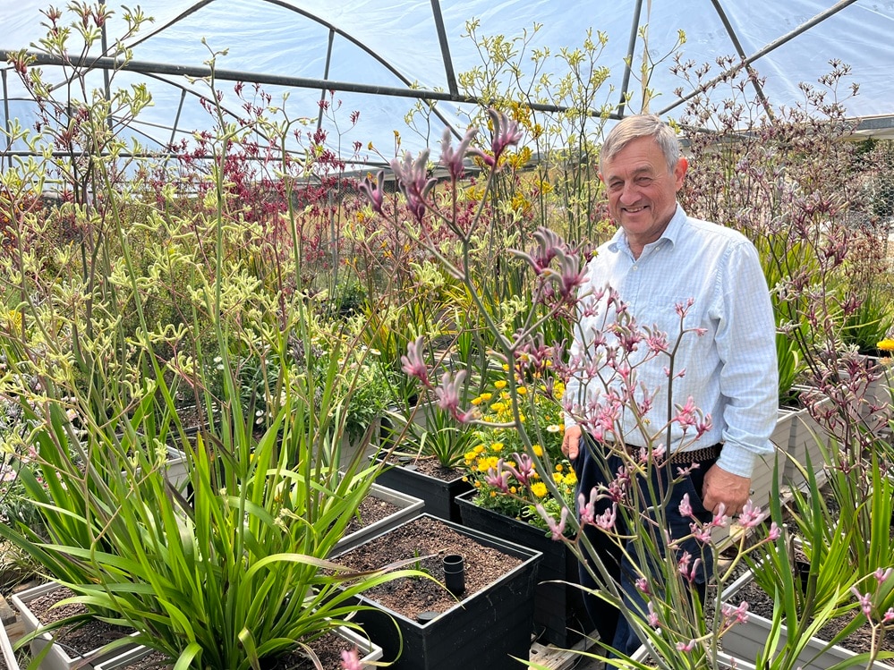 Work on the Kangaroo Paw Plant