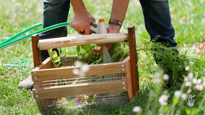 Wooden basket with mesh sides filled with garden vegetables being rinsed with hose