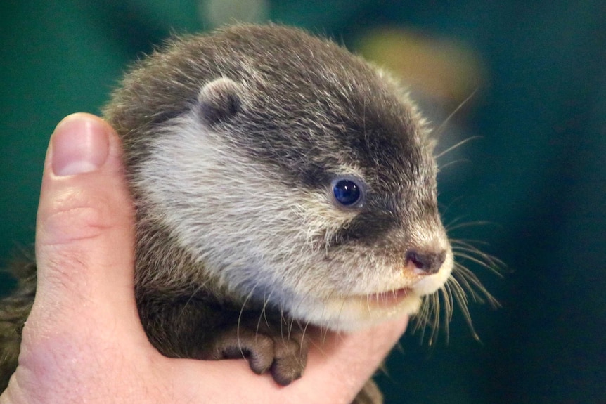 A close up image of an Asian otter pup being held in a hand.