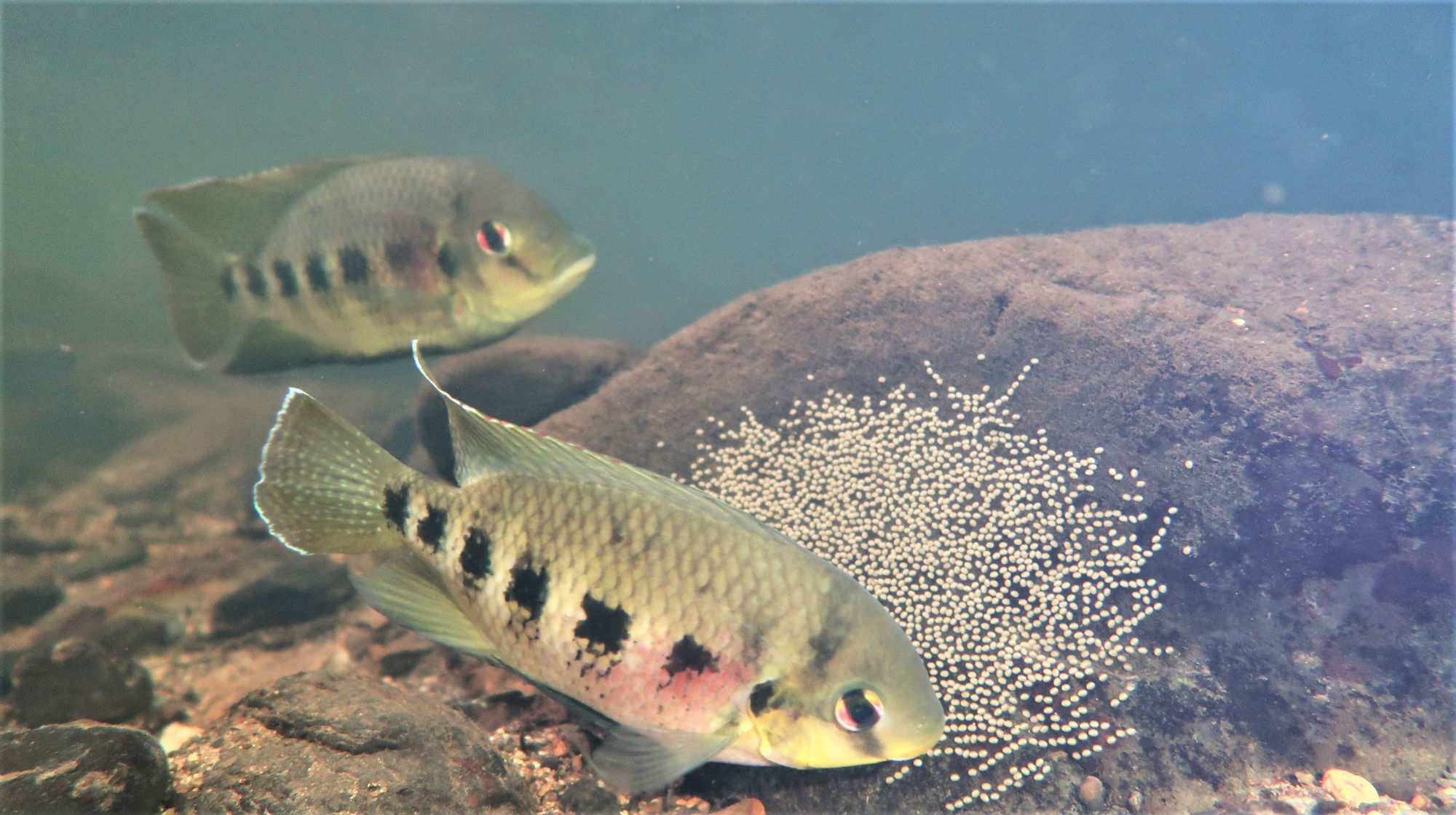 Spotted tilapia Spear fishos enlisted to tackle pest fish infestation