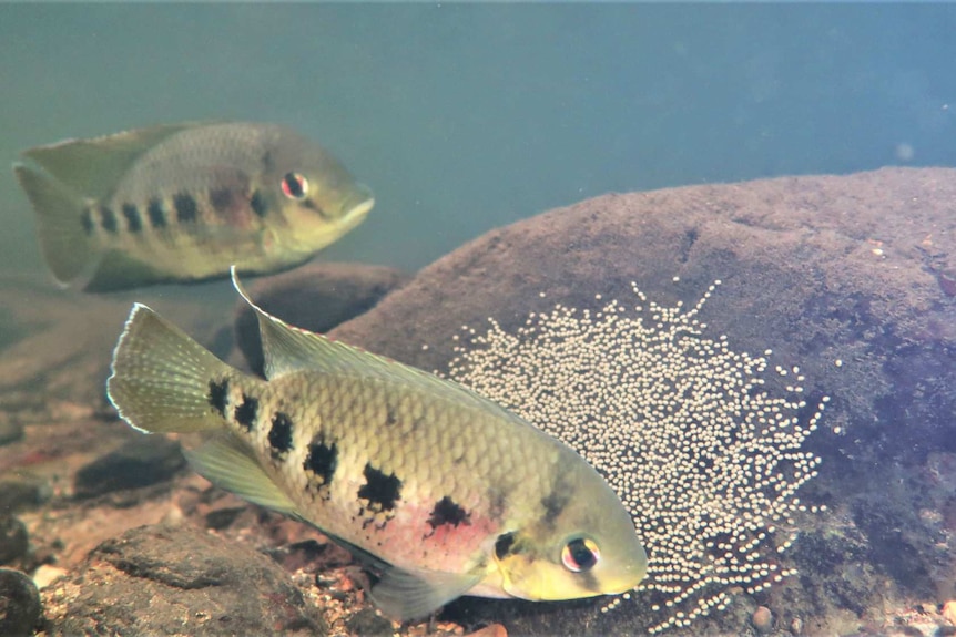 Spotted tilapia guarding a nest of eggs.